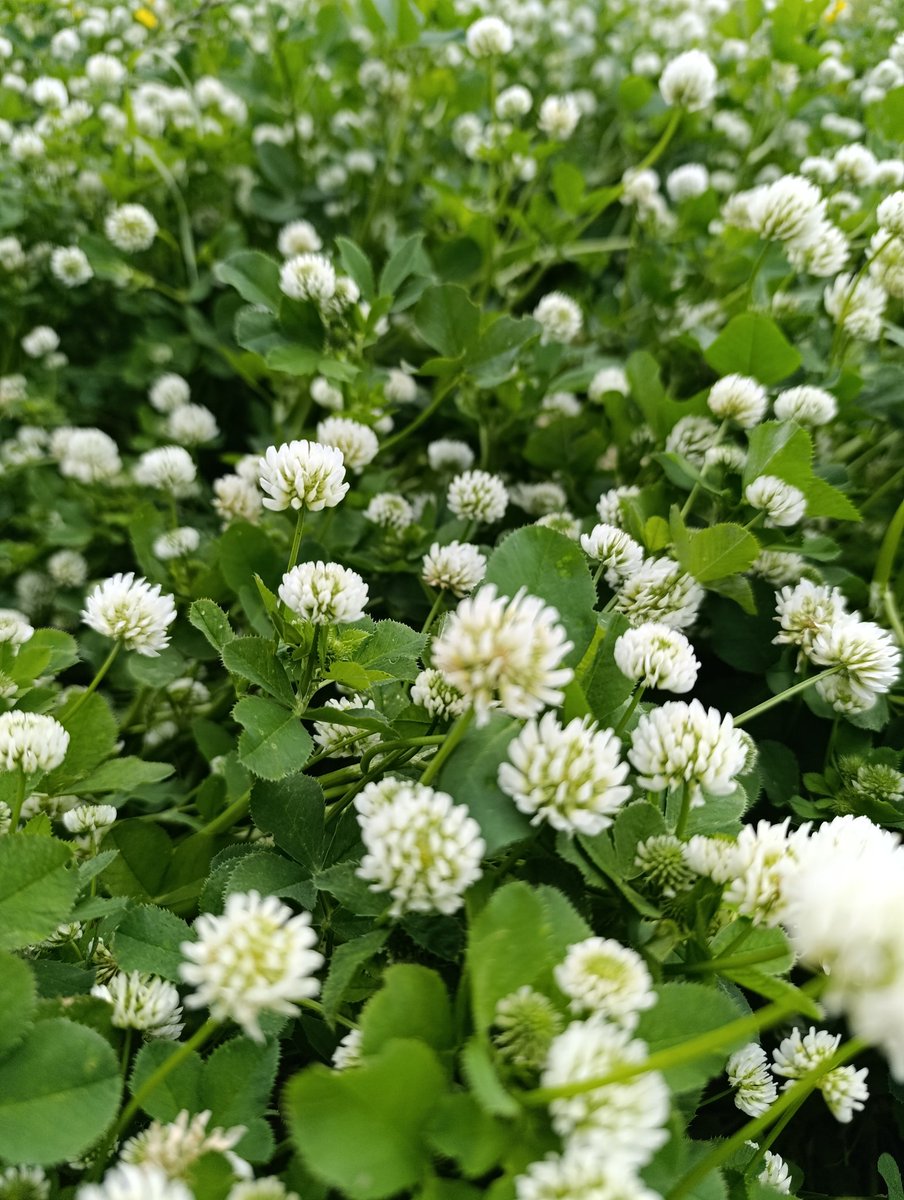 Çiçek açmak, sadece ağaçlara münhasır değil ki, kıymeti bilinince insan da çiçek açar.