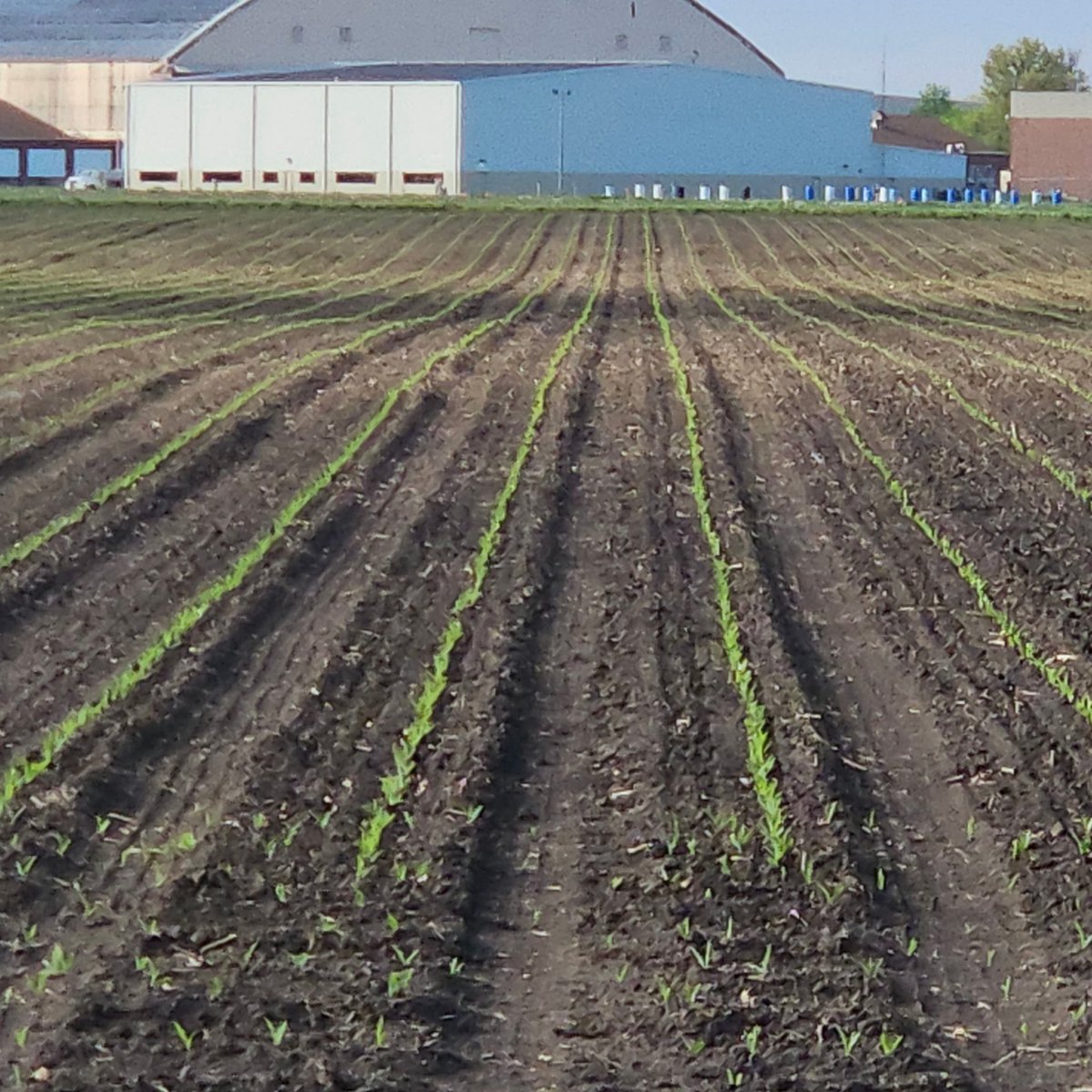 Max Armstrong (@maxarmstrong) on Twitter photo Itās alive. Two weeks after planting, <a href="/halfcenturyshow/">Half Century of Progress Show</a> demonstration corn plots are looking fine. 85-day corn in 38ā rows for those old machines to line up on 8/21-8/24, the weekend ahead of <a href="/FPShow/">Farm Progress Show</a>. Itās alive. Two weeks after planting, <a href="/halfcenturyshow/">Half Century of Progress Show</a> demonstration corn plots are looking fine. 85-day corn in 38ā rows for those old machines to line up on 8/21-8/24, the weekend ahead of <a href="/FPShow/">Farm Progress Show</a>.