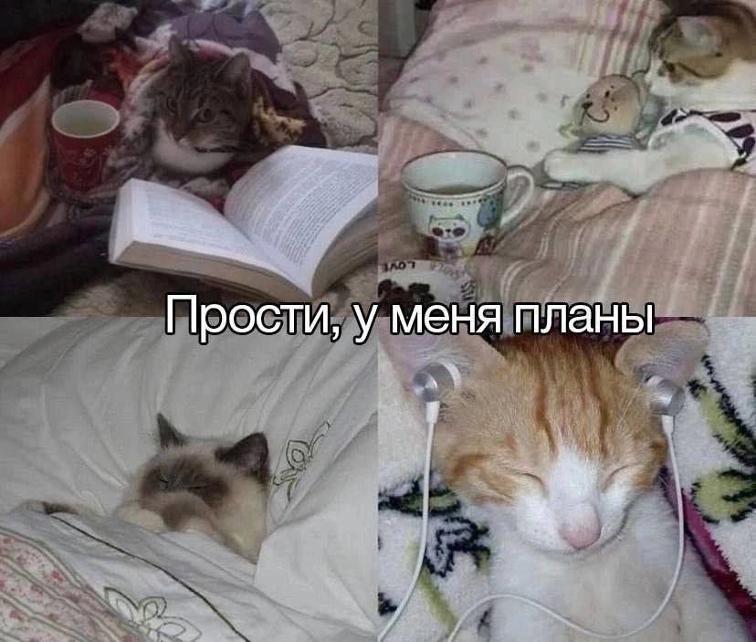 cats, i love cats (@catsilcats) on Twitter photo 