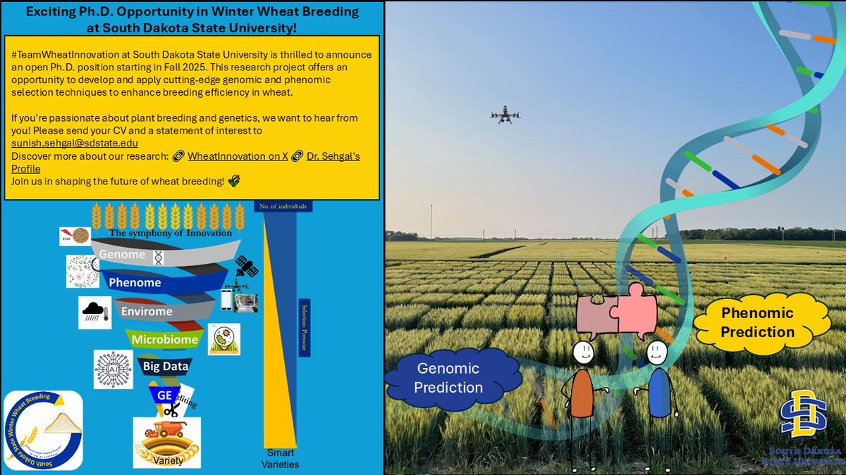 SDSU Winter Wheat Breeding (@wheatinnovation) on Twitter photo Ph.D. position open at South Dakota State University starting in Fall 2025 #TeamWheatInnovation
If you're passionate about plant breeding and genetics, we would love to hear from you. Please send your CV and a statement of interest.
<a href="/GrainGenes/">GrainGenes</a> <a href="/crop_science/">Crop Science 🌱</a> Ph.D. position open at South Dakota State University starting in Fall 2025 #TeamWheatInnovation
If you're passionate about plant breeding and genetics, we would love to hear from you. Please send your CV and a statement of interest.
<a href="/GrainGenes/">GrainGenes</a> <a href="/crop_science/">Crop Science 🌱</a>