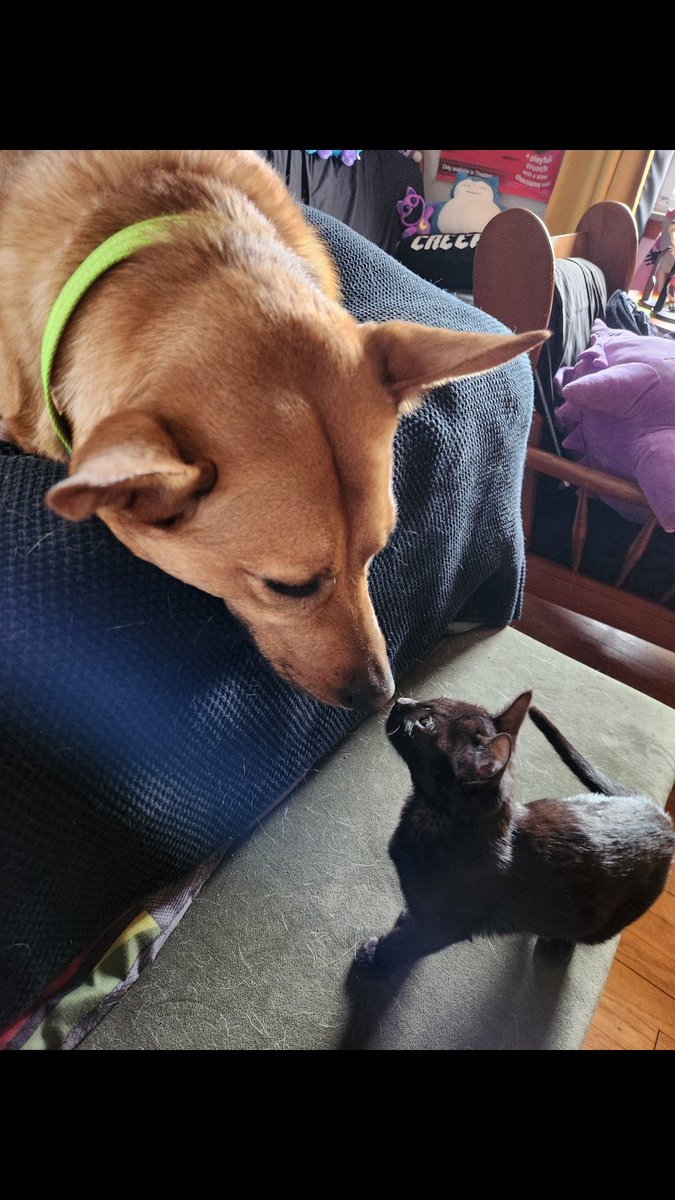 TWO OF GOD'S GREATEST CREATIONS, A DOG AND A CAT!