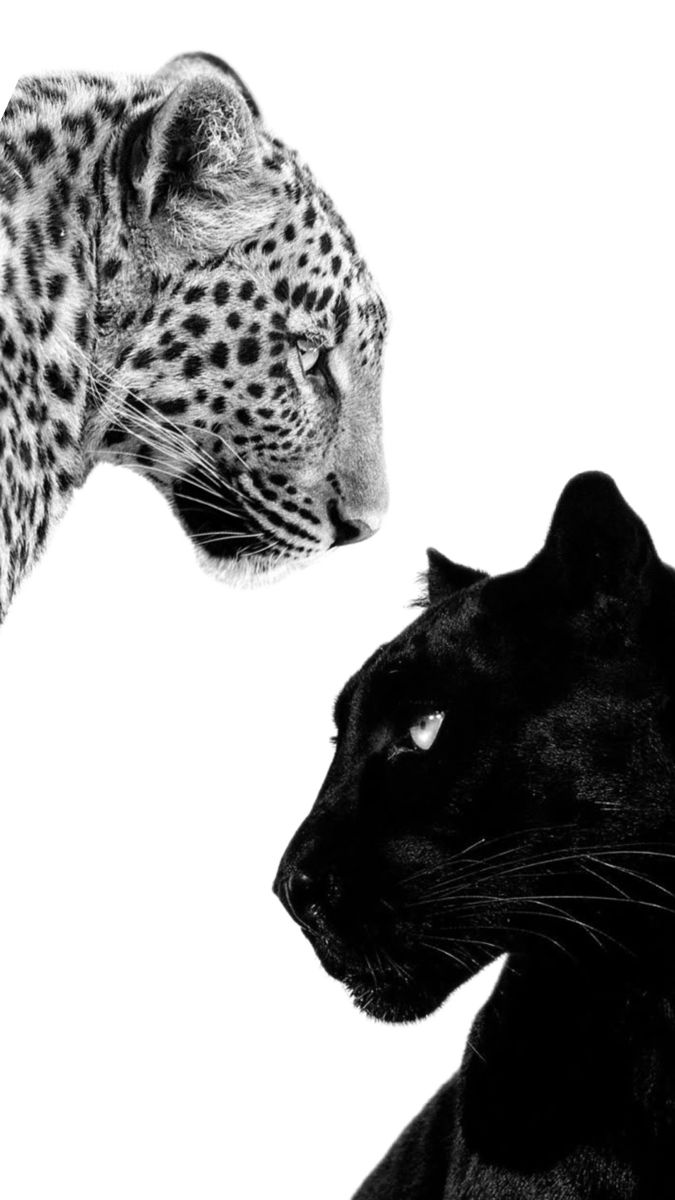 REX (@rexchillect) on Twitter photo 