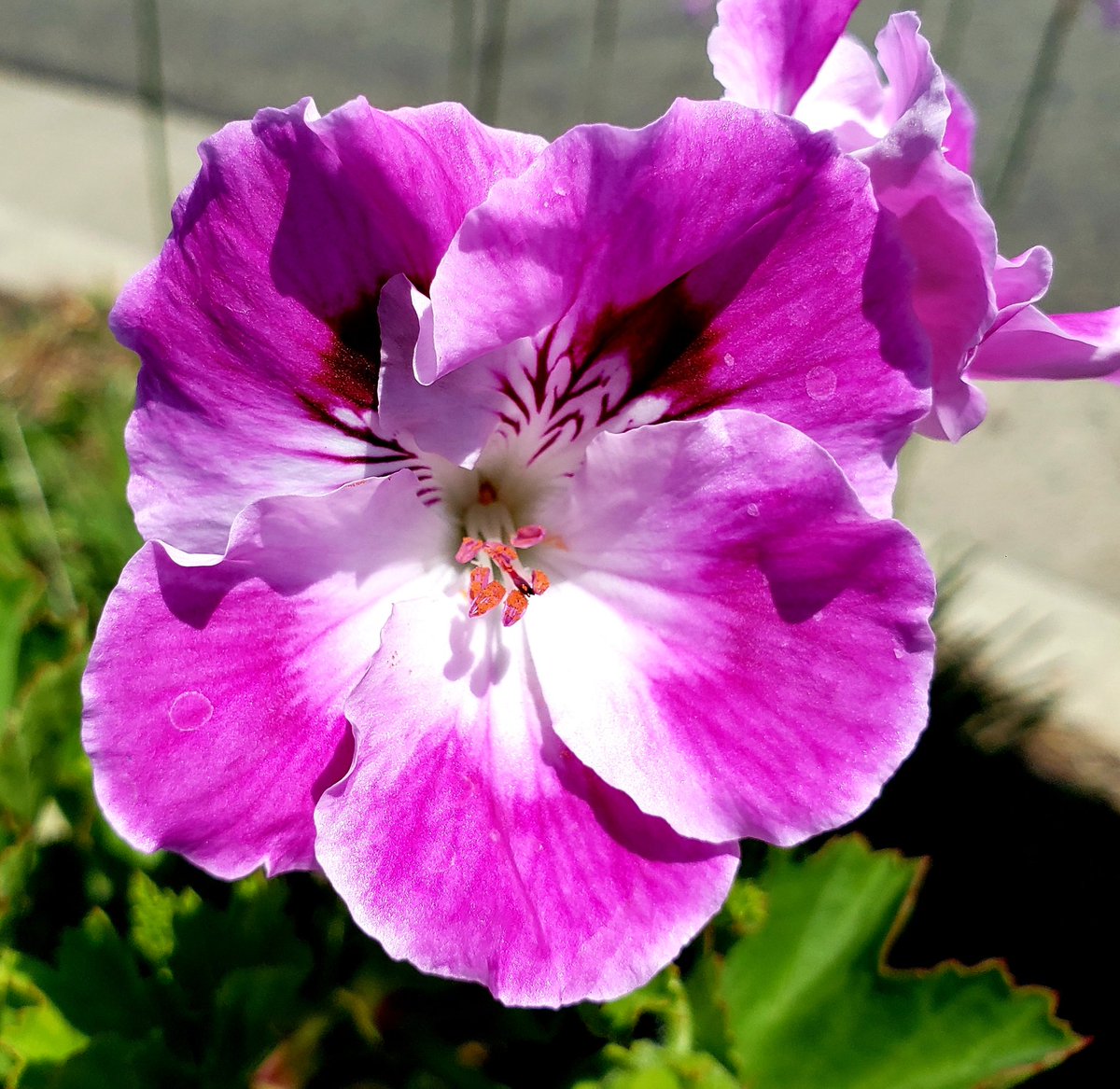 JamesNitro1983's tweet image. #SoCal #geraniums #garden #thursdayvibes #thursdaymotivation