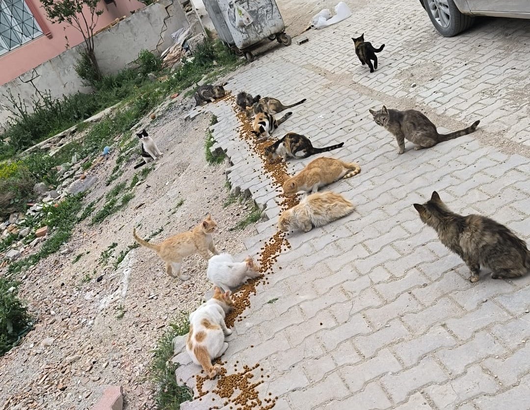 Allah rızası için beslediğimiz sabilere mama alırmısınız 🙏😔🙏😔🙏
Alamazsanız ne olur paylaşın 😞😞😞
candostlarim.com/kumbaralar/hat…