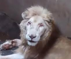 adnnoticiasmx's tweet photo. 🔻 La AZCARM (@azcarmx) advirtió sobre la negligente gestión del zoológico, dirigido por el exregidor José María Casanova, quien redujo el presupuesto para alimentación y operaba sin veterinarios ni planes de manejo adecuados https://t.co/GjILWxM04A