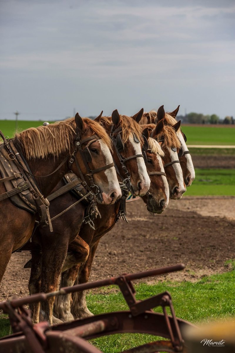 This is the way farming used to be done in Iowa