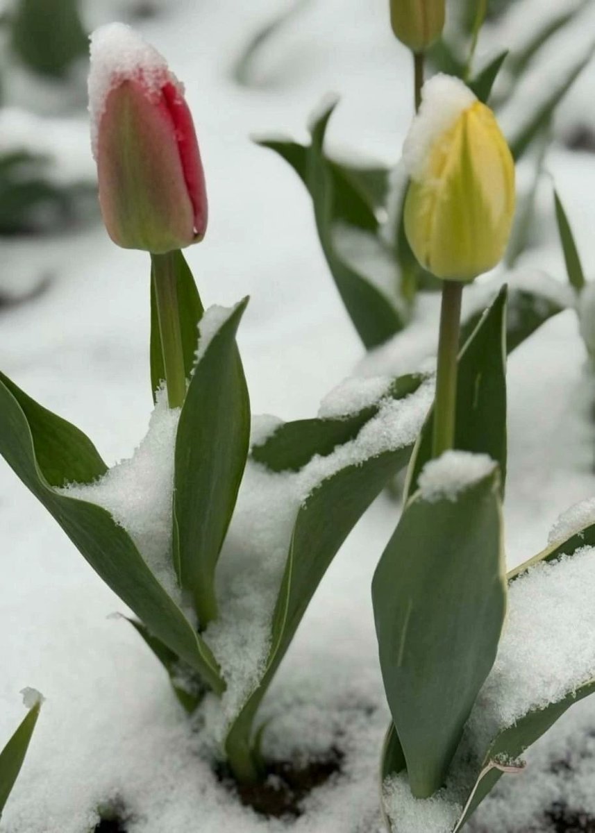WeatherSarov1's tweet image. ❄️🥶 Snow north-west of Moscow  today.