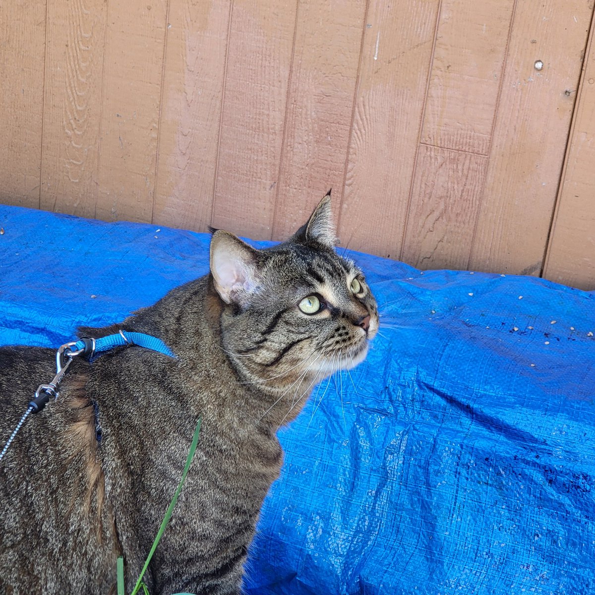 Pattie Whitehead tweet media