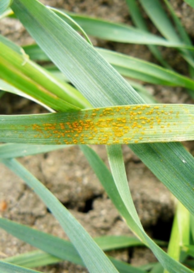 feed_grain's tweet photo. 📣We have received a request from KSU: If anyone has pictures or field locations of stripe rust symptoms, please send them to us, so we can pass on to Kelsey Anderson. They are very interested in scouting for it. 60 degrees and humid conditions are the perfect environment for it! https://t.co/v1UzLVhJt9