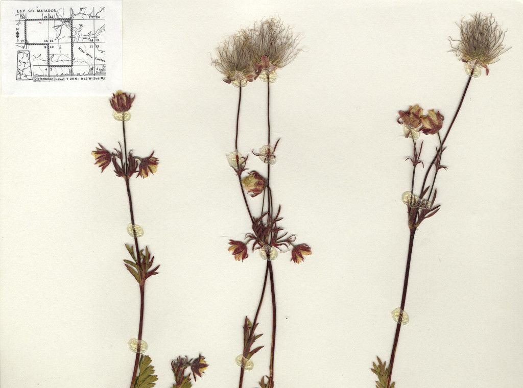 Be on the lookout for Geum triflorum in May, more commonly known as prairie smoke, torchflower, old mans’ whiskers, or three flowered avens.
agbio.usask.ca/fraser-herbari…