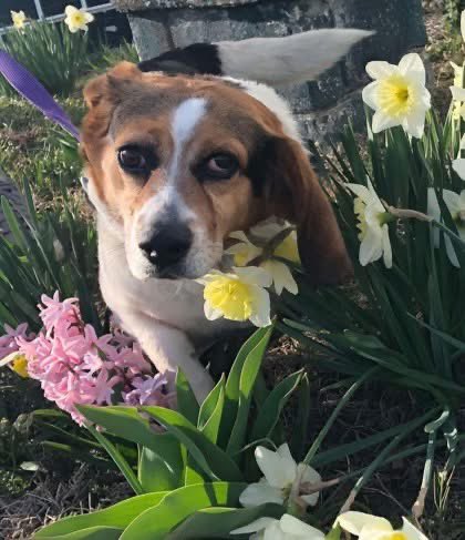 BROODva's tweet photo. It's National Adopt a Shelter Pet Day! We are so happy for all the BROOD dogs who have found their forever families and can't wait for some of our new pups, like Trigger here, to find their happy ever after.

#adoptdontshop #adoptadog #bassetrescue  #adoptadog #dcdogs #vadogs https://t.co/CGneQegQBD