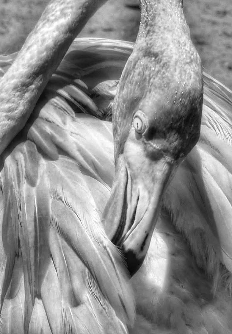 Miami FL 🌴🌴🦩