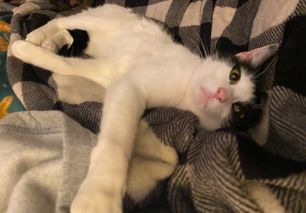 Work is down, extra bills w/my senior daughter, &amp; hard to afford all we need for our 13 rescue cats. We rescued from the wild (some had babies). If you can help with food, that would be greatly appreciated. Zon wish list, send from your retailer of choice, or PayPal. Pls share!😻