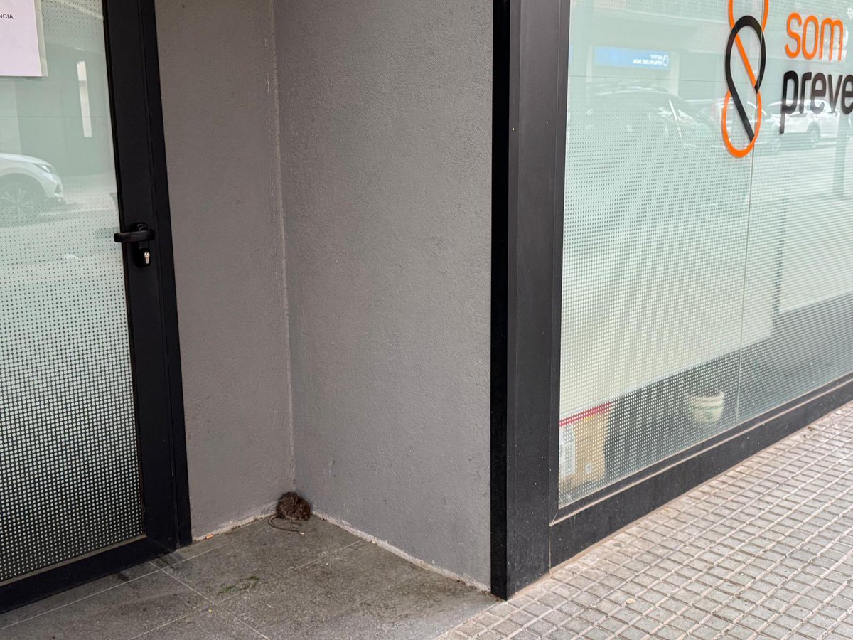 evilempire82's tweet photo. @ajmanresa Tenim rates al carrer Mossen Serapí i Ferrer a l’alçada del Som Prevenció https://t.co/2fedRITO5G