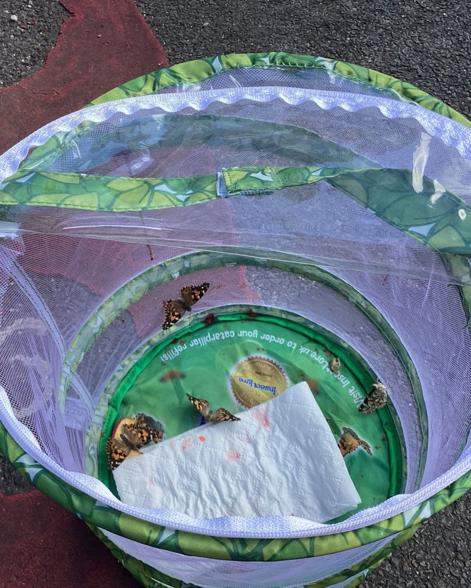 athenalearning_'s tweet photo. Butterfly Release Day!
Altarnun Primary Students watched in awe as butterflies they raised from caterpillars took flight last week  
A perfect end to their life cycle learning #ButterflyRelease #LifeCycleLearning https://t.co/1iv7UcaCdy