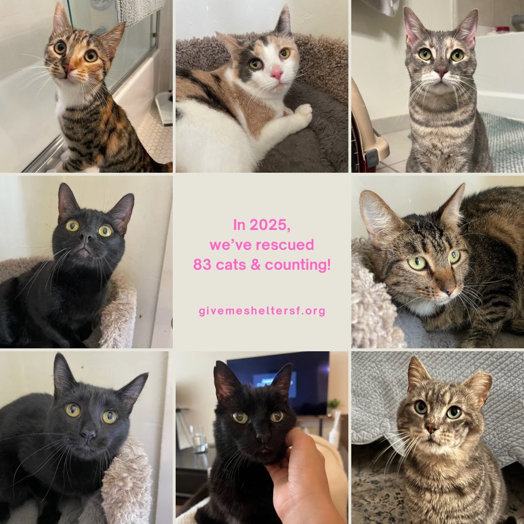 meet our new rescues!
Shasta: 1-year-old torbico female
Emma: 1-year-old calico female
Kali: 1-year-old torbie female
Artie: 2-year-old black male 
Rosalie: 2-year-old tabby female
Frankie: 1-year-old black male
Jetta: 8-year-old black male
Dennis: 8-year-old brown tabby male