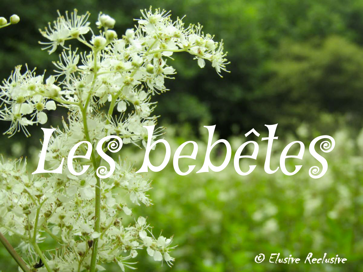 Le thème abordé cette semaine pour l'exposition virtuelle est celui des bébêtes.
Venez découvrir les œuvres les soirs de la semaine
#lymeprotest #maladiedelyme  #francelyme #handicapinvisible #artlyme perspectives artistiques sur la maladie, vues par les malades et leurs proches