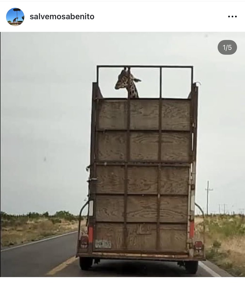 SalvemosABenito's tweet photo. FAVOR DE DIFUNDIR 🚨🙏
Hace unos meses traían perdida una jirafa que al final resultó muerta, hace unas horas se les murió este león blanco en el Zoológico de Culiacán y siempre pasa que resultan invomucradas  las mismas personas de siempre.  Diego García Heredia, ex Director de ese lugar y familiar de @Ernestozazueta9 

Diego García Heredia fue quien trasladó a la jirafa Benito de Culiacán (su base de operaciones) a Parque Central de Cd. Juárez. Él personalmente manejó más de 20 horas un destartalado remolque para venir a entregárselo al Gobierno del Estado de Chihuahua. 

¿Qué pasa? @PROFEPA_Mx @mariana_boy @aliciabarcena @SEMARNAT_mx @Claudiashein @GobiernoMX