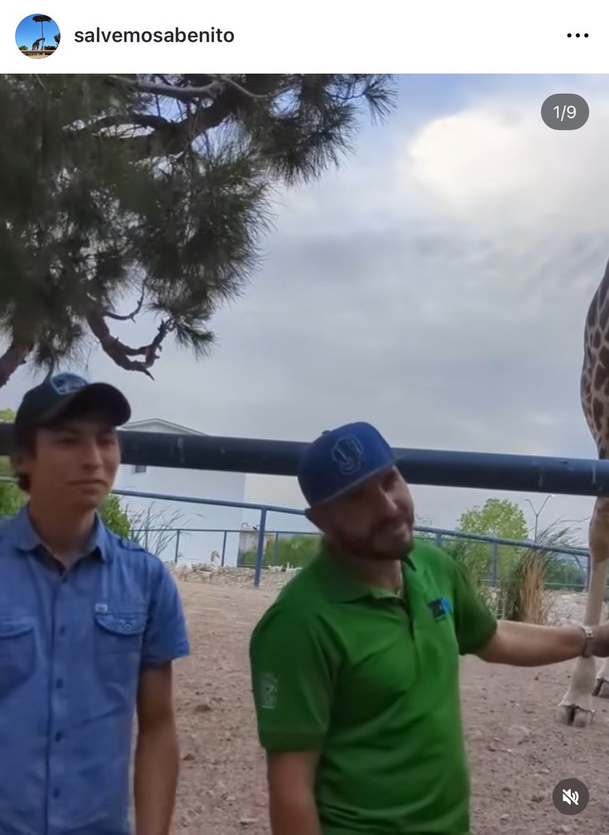 SalvemosABenito's tweet photo. FAVOR DE DIFUNDIR 🚨🙏
Hace unos meses traían perdida una jirafa que al final resultó muerta, hace unas horas se les murió este león blanco en el Zoológico de Culiacán y siempre pasa que resultan invomucradas  las mismas personas de siempre.  Diego García Heredia, ex Director de ese lugar y familiar de @Ernestozazueta9 

Diego García Heredia fue quien trasladó a la jirafa Benito de Culiacán (su base de operaciones) a Parque Central de Cd. Juárez. Él personalmente manejó más de 20 horas un destartalado remolque para venir a entregárselo al Gobierno del Estado de Chihuahua. 

¿Qué pasa? @PROFEPA_Mx @mariana_boy @aliciabarcena @SEMARNAT_mx @Claudiashein @GobiernoMX