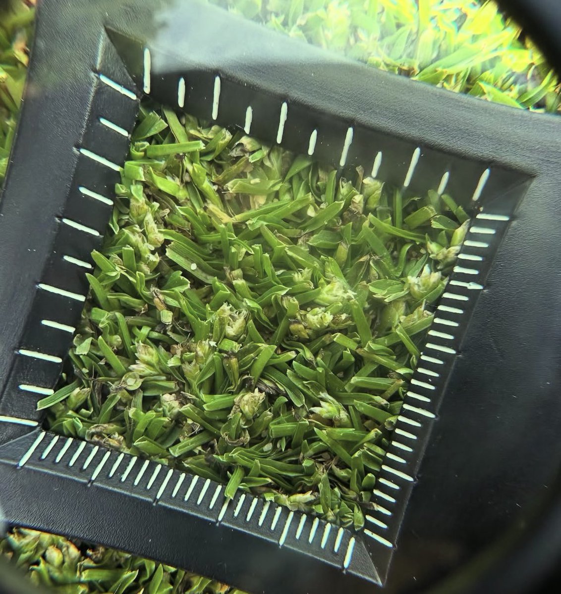 JacobShellis's tweet image. This afternoon was spent over @GreatBarrGreens catching up with CM Dave Stewart 

As we’re starting to see an increase in growth across the course it was a good time to have a look at unit set up especially on greens where those pesky seed heads are starting to appear, some…