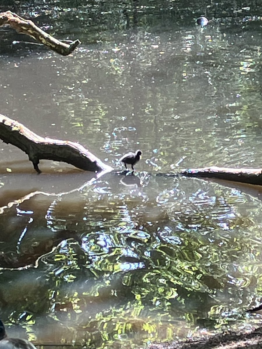 WendyKathrynOwe's tweet photo. Nature kept handing out treats today birds singing their hearts out, bluebells, baby coots and lots of deer at #attingham @gillymbay @TudorTweep @VenetiaJane @Sunnysidegh @faerymere @KBMArtGallery @abbeyforegatePO @CorsairAuthor @lstvincentj @jgmacleodauthor @JessScachetti https://t.co/7Gb7gz22IW