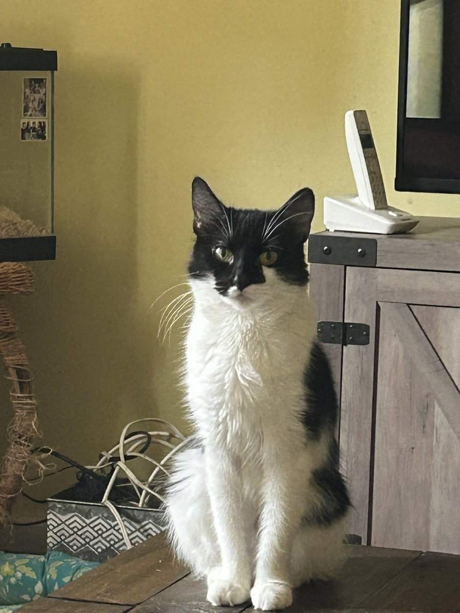 Momo (@morganthekitten) on Twitter photo 