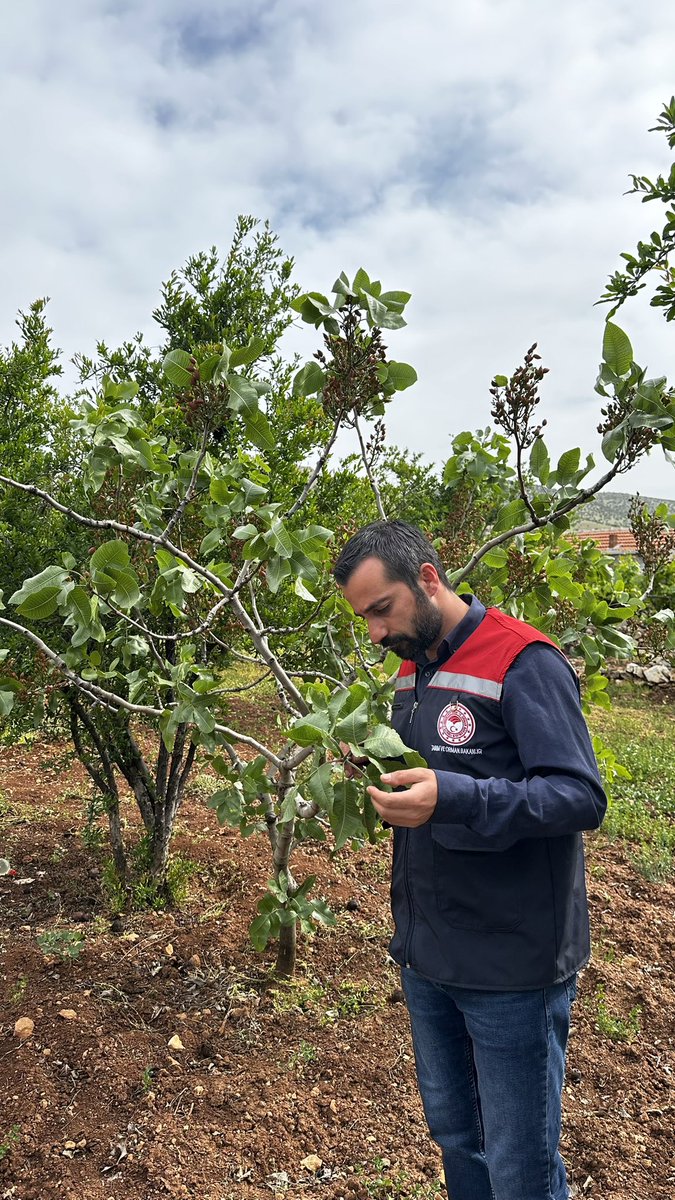 Dargeçit İlçe Tarım ve Orman Müdürlüğü (@dargecit_tarim) on Twitter photo İlçe müdürlüğümüz teknik personeli tarafından Kumdere mahallesinde fıstık bahçesinde kurumalar meydana gelen üreticimizin bahçesi kontrol edilerek bilgilendirilme yapıldı.
<a href="/ibrahimyumakli/">İbrahim Yumaklı</a>
<a href="/tuncay_akkoyun/">Tuncay Akkoyun</a>
<a href="/menesipek/">Muhammed Enes İpek</a>
<a href="/TCTarim/">T.C. Tarım ve Orman Bakanlığı</a>
<a href="/MenduhDinler/">Menduh DİNLER</a>
<a href="/Mardiniltarim/">Mardin İl Tarım ve Orman Müdürlüğü</a> İlçe müdürlüğümüz teknik personeli tarafından Kumdere mahallesinde fıstık bahçesinde kurumalar meydana gelen üreticimizin bahçesi kontrol edilerek bilgilendirilme yapıldı.
<a href="/ibrahimyumakli/">İbrahim Yumaklı</a>
<a href="/tuncay_akkoyun/">Tuncay Akkoyun</a>
<a href="/menesipek/">Muhammed Enes İpek</a>
<a href="/TCTarim/">T.C. Tarım ve Orman Bakanlığı</a>
<a href="/MenduhDinler/">Menduh DİNLER</a>
<a href="/Mardiniltarim/">Mardin İl Tarım ve Orman Müdürlüğü</a>