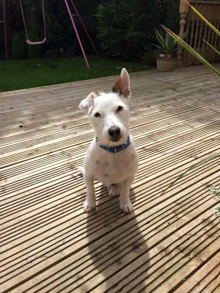 Pod the 3 legged wonder tweet media