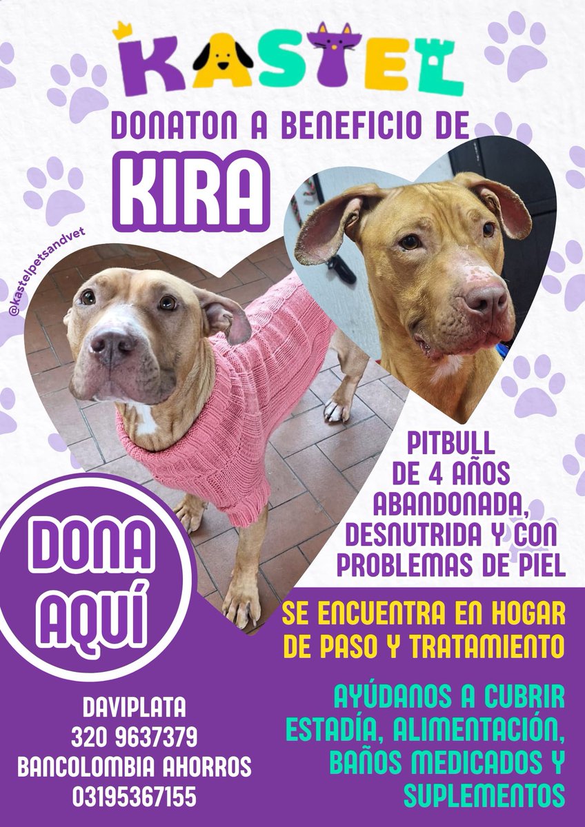 🌟 Amigos, esta es #Kira la hermosa #pittie - Rescatada del abandono y negligencia. Está a salvo, en tratamiento, recuperación y rehabilitación. Busca padrinos y madrinas que la apoyen para salir adelante, y encontrar un hogar amoroso, que sí la merezca, para toda la vida! 🧡🐾🐾