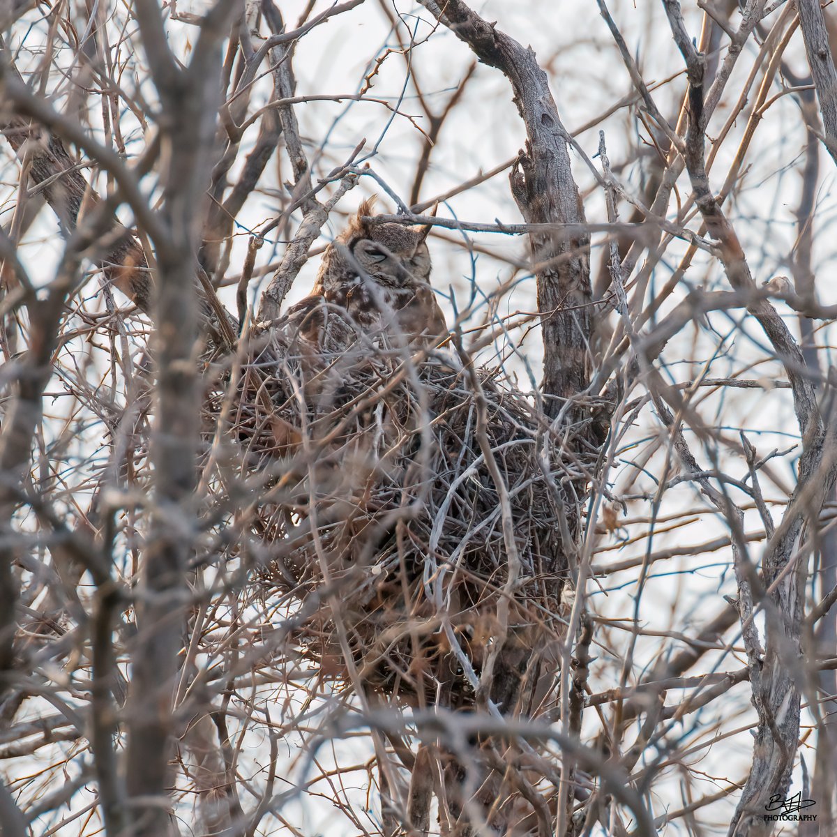 BHodgesPhoto's tweet photo. Late Owlfternoon Sun
#rockymountainarsenal
#greathornedowl
#Colorado https://t.co/wOor5qa83b