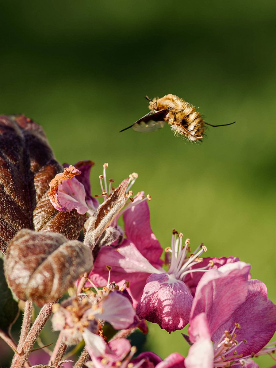 Big nose #Togtweeter #ThePhotoHour #snapyourworld #insects #flies #pollinators #flowers #plants #NaturePhotography #bee #hoverfly #bumblebee