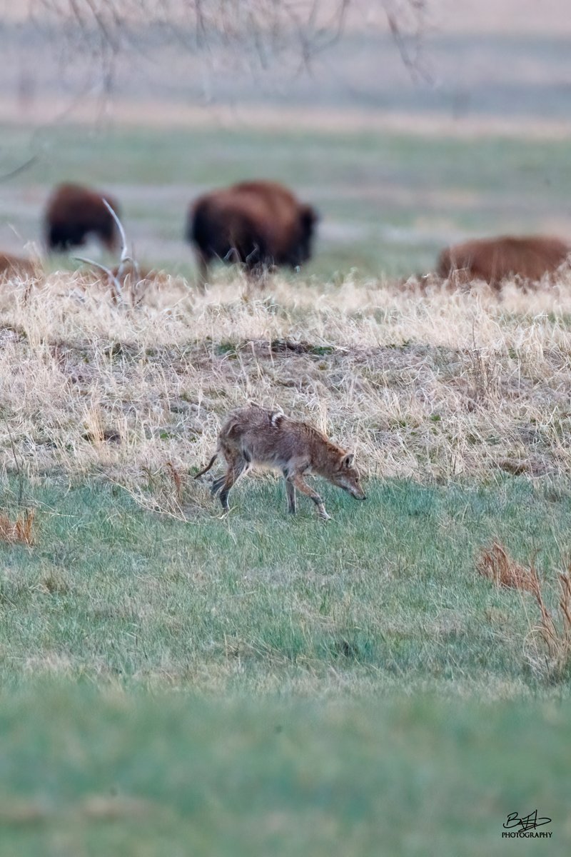 BHodgesPhoto's tweet photo. A mangy coyote keeping his distance from the Big Bison
#coyote
#rockymountainarsenal
#Colorado https://t.co/kK9Mv0Dshw