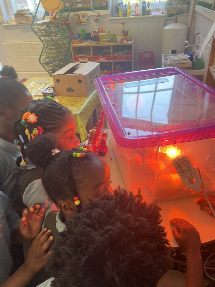 Our chicks are thriving!
We love hearing them in our classroom! 
We get lots of visitors!