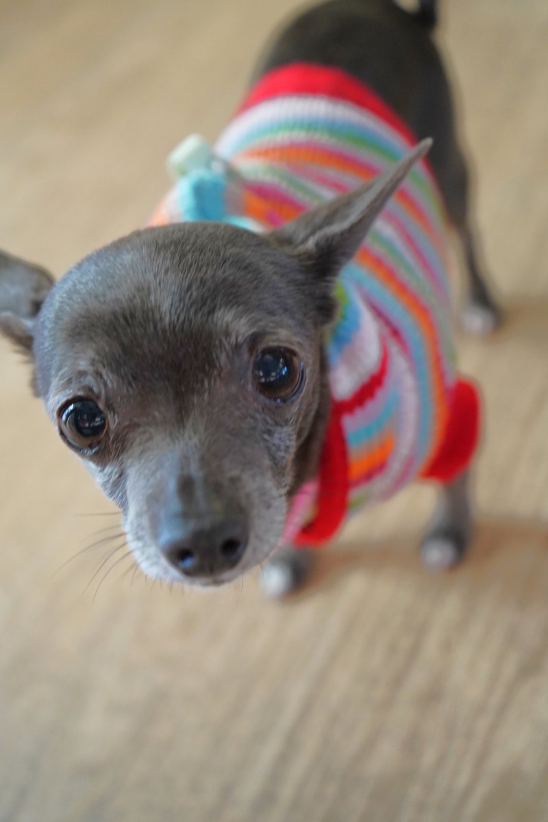 Muttville's tweet image. Who could say no to these faces!? Right!? Fees for our sea of Chis are waived. Join us through Sunday for the Chihuahua-thon, 750 Florida St in #SanFrancisco #SeniorDogs #Chihuahuas #AdoptDontShop #dogsoftwitter #Dogs muttville.org