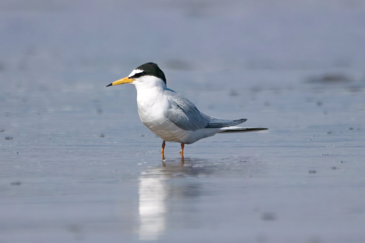 Garbo69's tweet image. One of the four Little Terns on the beach at Horden, County Durham, UK today.  @teesbirds1 @teesmouthbc @TeesmouthNNR @DurhamBirdClub @Natures_Voice @WildlifeMag @BBCSpringwatch @NaturalEngland