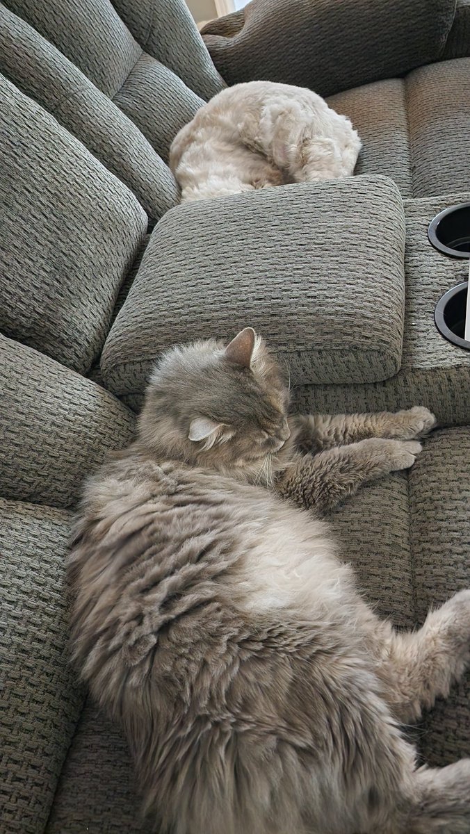 رفيقة عمري وحياتي جيسي ♥️♥️
شخصت بمرض الفشل الكلوي 💔💔
الله يكتب لها العافية مع الأدوية ♥️♥️
أحبك جيسي 😢♥️♥️♥️♥️♥️