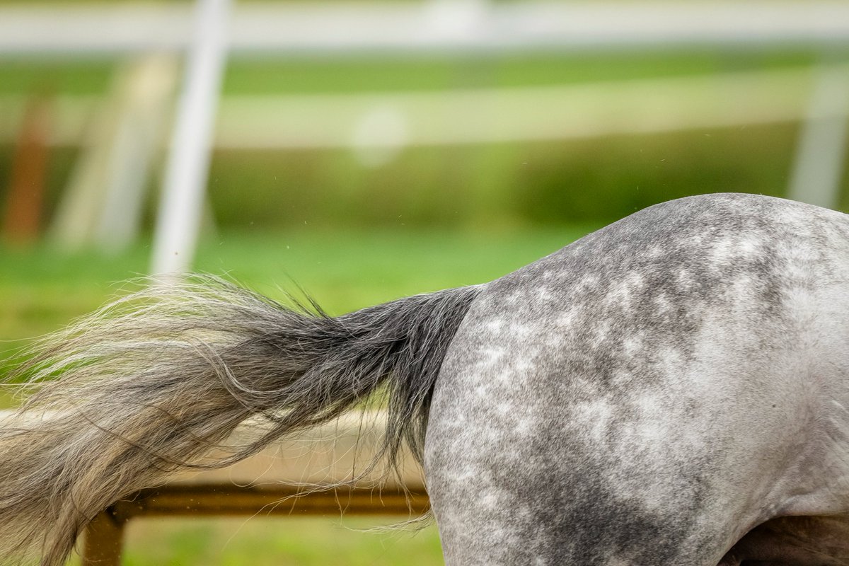 Final Gambit's final breeze before Saturday 🌹