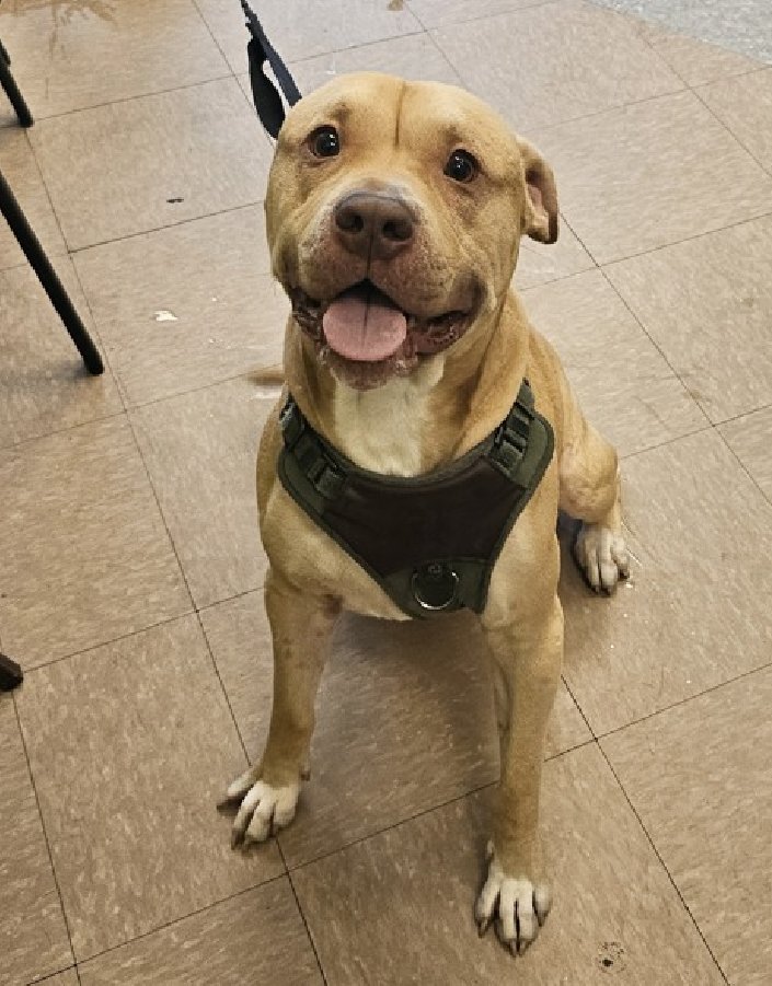 notthesameone2's tweet image. 🚨 Last call for 1-y/o DJ, now under kill command. Surrendered b/c owner says Dj has allergies &amp;amp; owner has no time for Dj. Been w/ owner all his life. House/crate-trained, wiggly, social, happy, playful, smart, knows cues. Friendly w/ strangers &amp;amp; dogs. Loves baths &amp;amp; car rides.