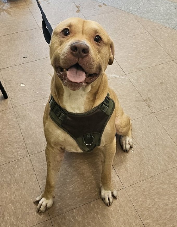 notthesameone2's tweet image. 🚨 Last call for 1-y/o DJ, now under kill command. Surrendered b/c owner says Dj has allergies &amp;amp; owner has no time for Dj. Been w/ owner all his life. House/crate-trained, wiggly, social, happy, playful, smart, knows cues. Friendly w/ strangers &amp;amp; dogs. Loves baths &amp;amp; car rides.