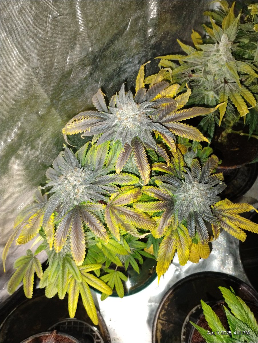 716grow's tweet photo. Pre 98 Bubba Kush finishing up https://t.co/vV8JjLm4sX