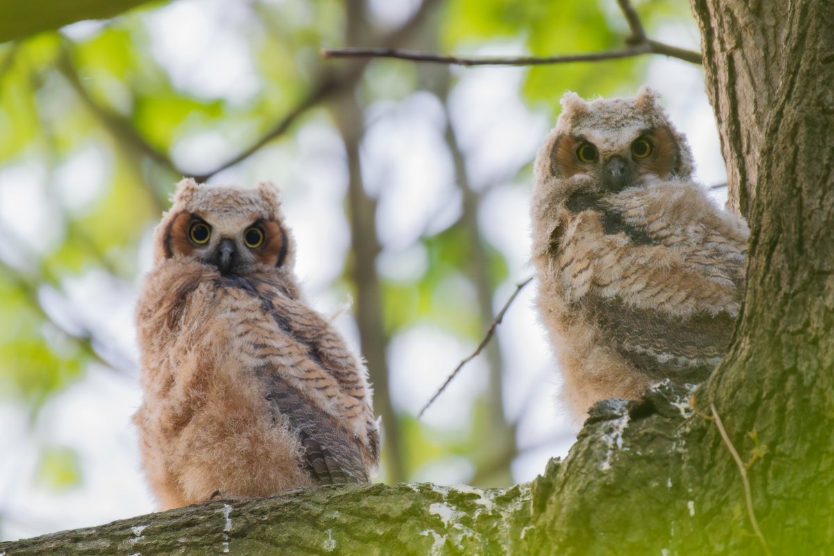 William Murray tweet media