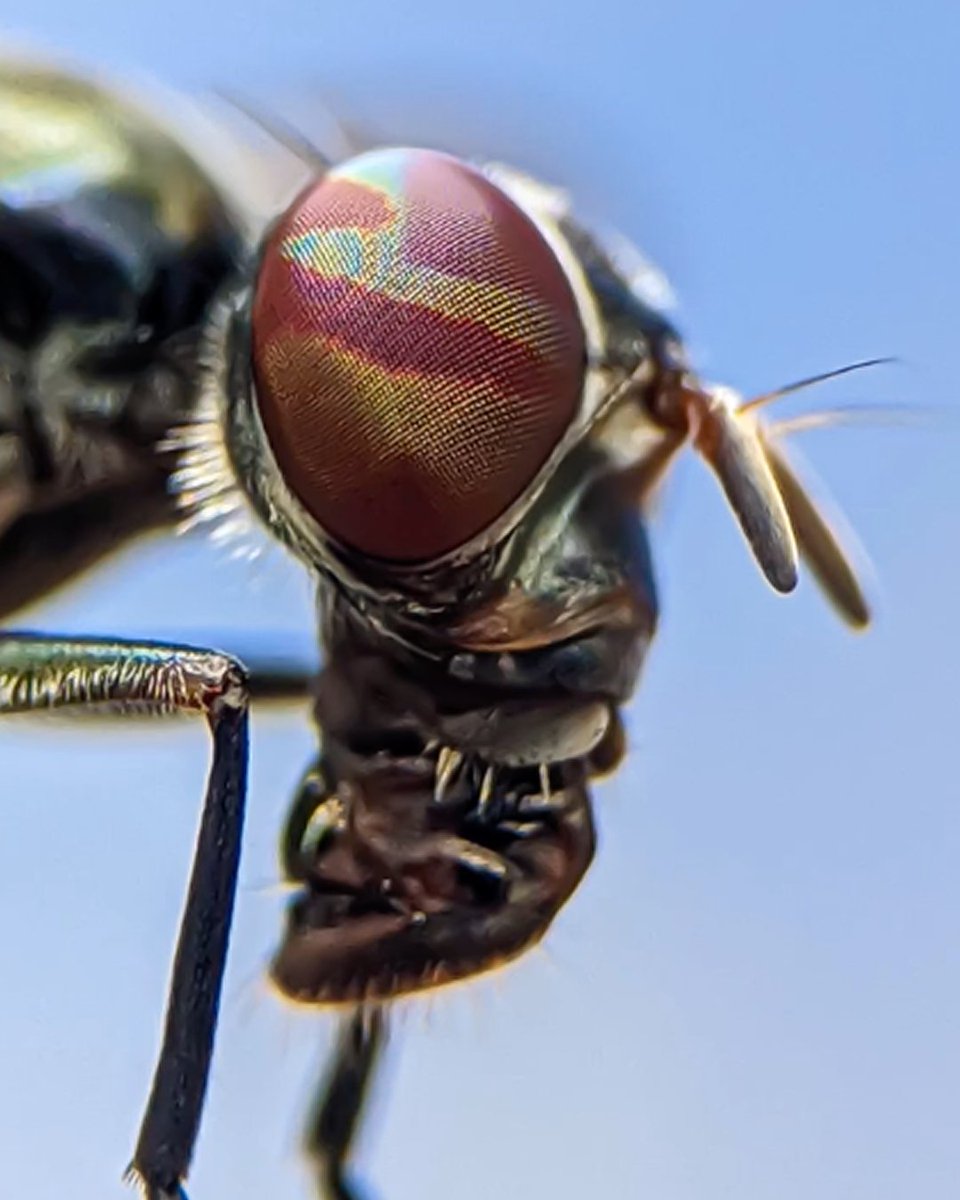 Snapdragon's tweet photo. Sometimes the smallest details hold the biggest wonders. Share your up-close captures using #ShotOnSnapdragon and #MacroMay to showcase the tiny worlds your device can reveal. https://t.co/tFR7WvzalC
📸: Ashish Anthony https://t.co/sTGYzDRXvG