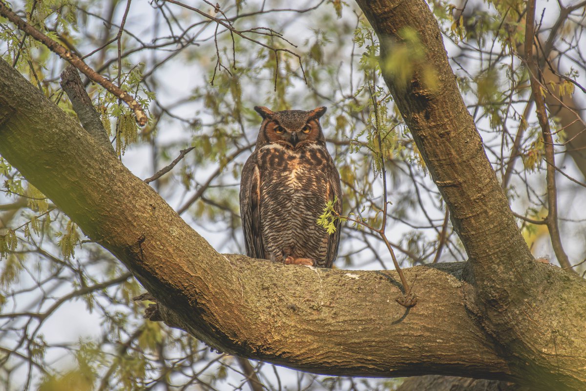 William Murray tweet media