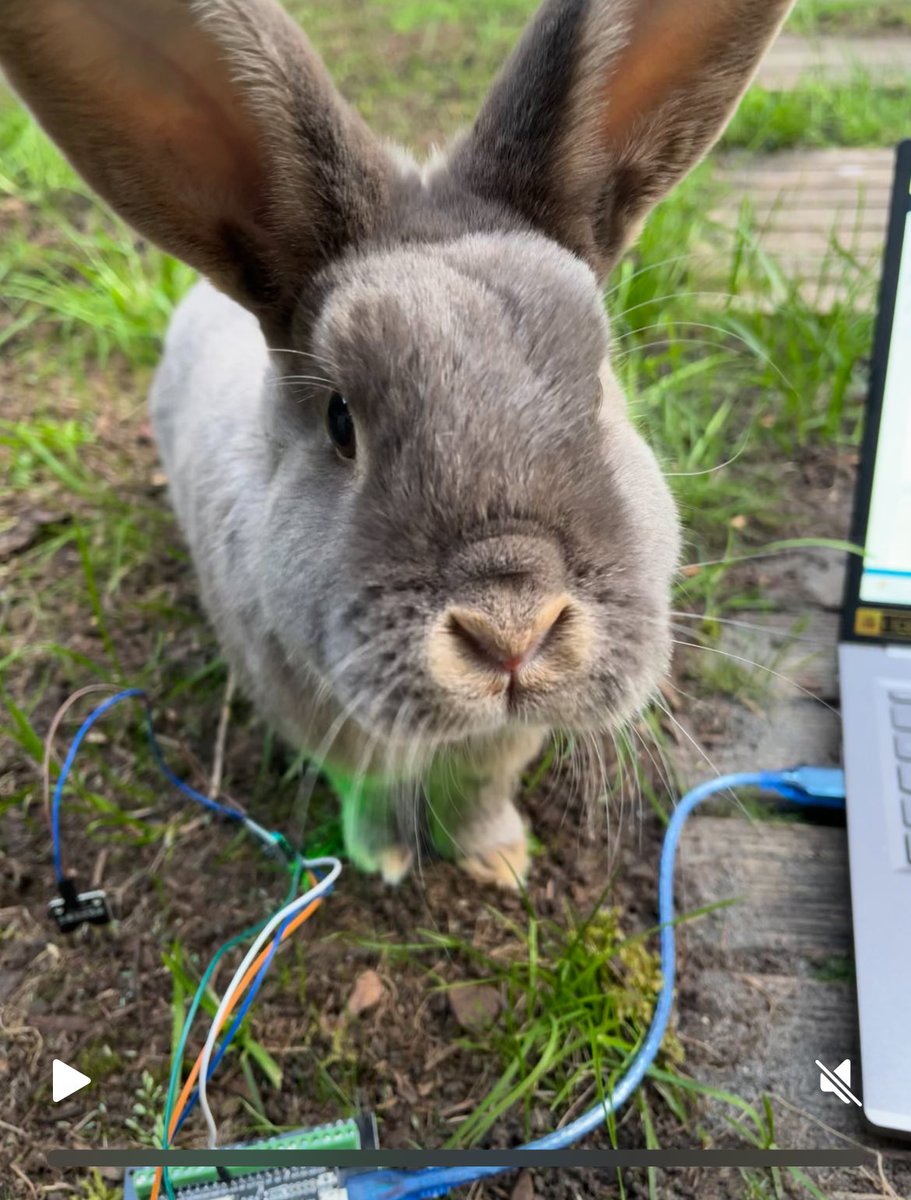 Speltip nummer 5, konijn weghouden bij IoT sensoren zoals bodemvochtmeters