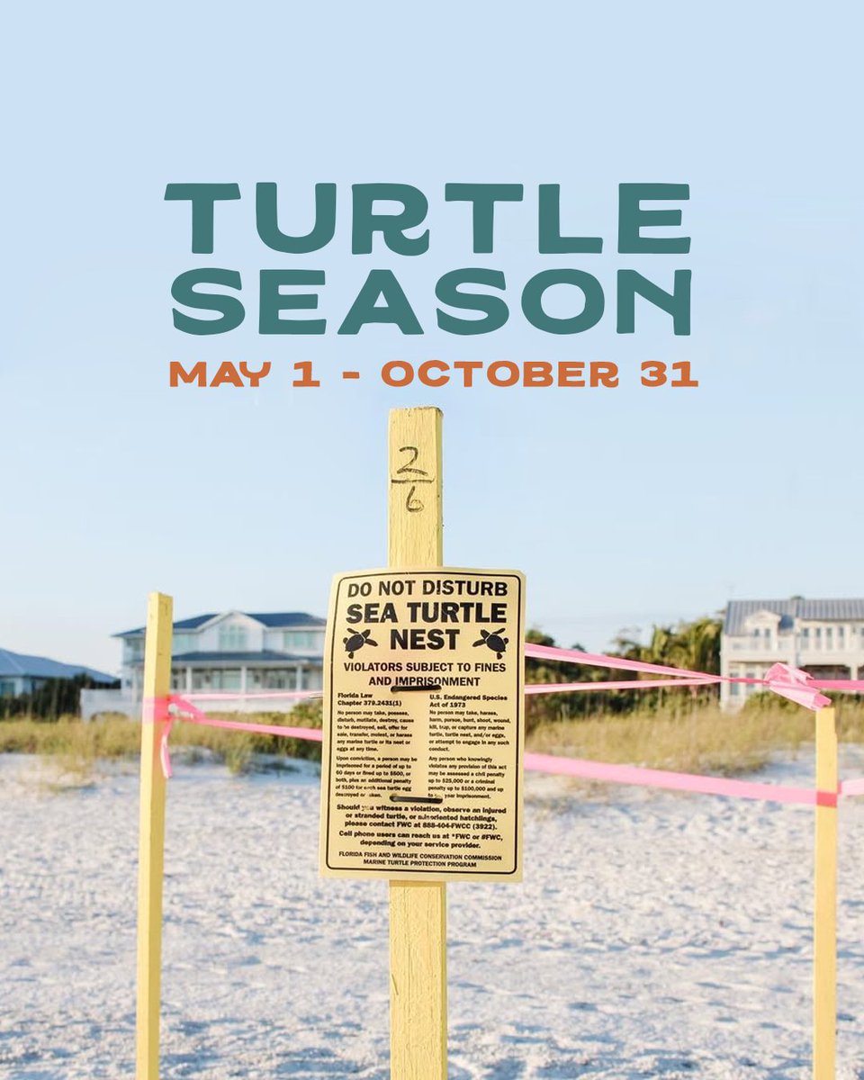 🐢 May 1st means sea turtle season is officially underway in the Bradenton Area—and Anna Maria Island Turtle Watch is already hard at work! Now thru October, these incredible creatures return to our shores to nest.

Learn more about sea turtle season 👉 bit.ly/44h4IBt