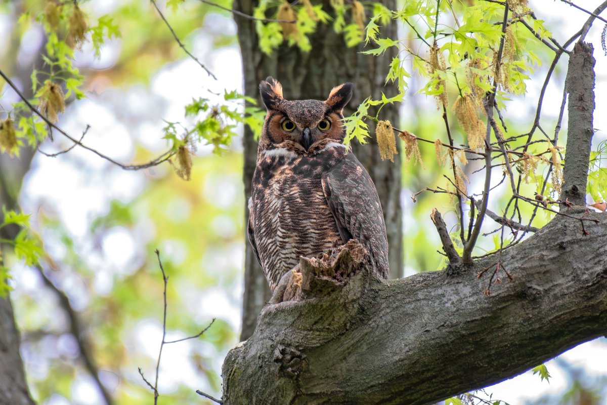 William Murray tweet media