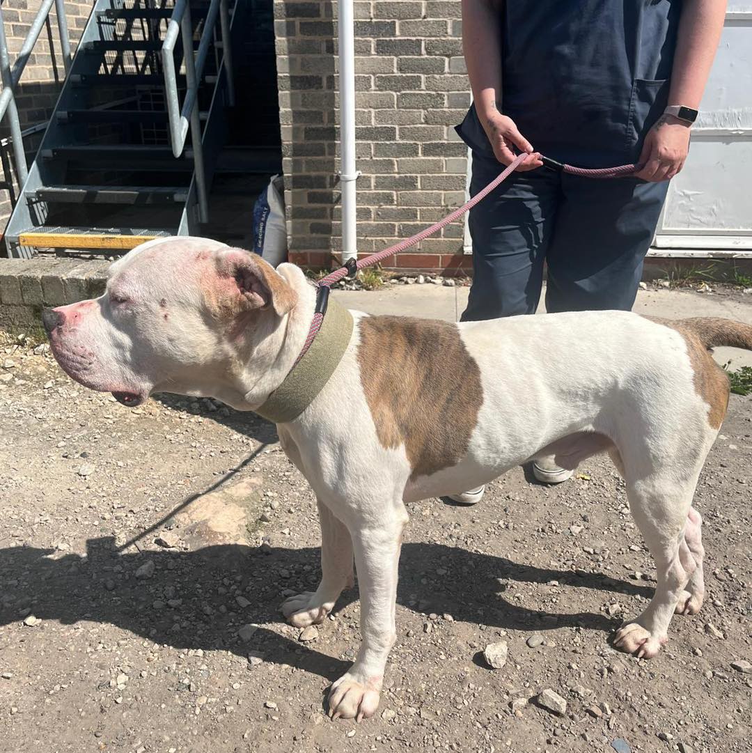 AdoptionsUk's tweet image. Urgent, please retweet, do you know this dog, Pablo? 
#Liverpool #Merseyside #UK Facing euthanasia in a council pound - only someone that has known him can save him, please share 💔💔💔💔💔💔💔
We’ve been contacted by a veterinary practice in the Liverpool region regarding this…