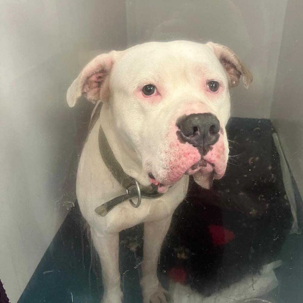 AdoptionsUk's tweet image. Urgent, please retweet, do you know this dog, Pablo? 
#Liverpool #Merseyside #UK Facing euthanasia in a council pound - only someone that has known him can save him, please share 💔💔💔💔💔💔💔
We’ve been contacted by a veterinary practice in the Liverpool region regarding this…