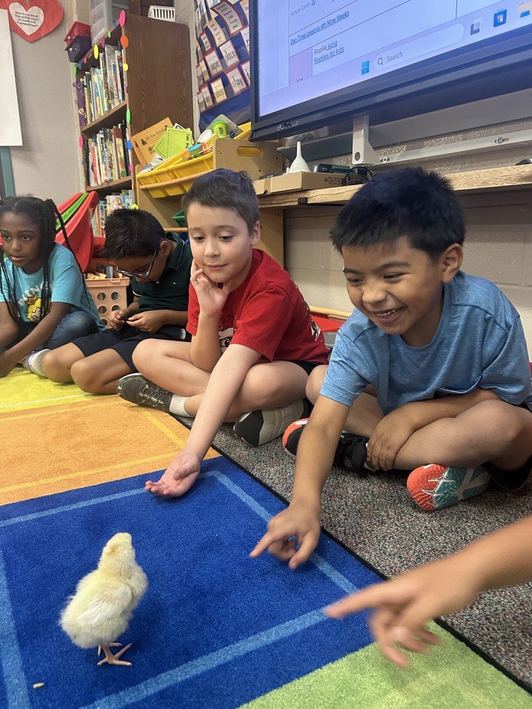 Maplebrook Elem (@humbleisd_mbe) on Twitter photo Our first graders eagerly awaited for the hatching of their chicks! Throughout the entire process, they’ve been able to watch the chicks develop and grow through a live chick cam, adding excitement and curiosity to their learning. #mbeisfamily <a href="/HumbleISD/">Humble ISD</a> <a href="/HumbleISD_MBE/">Maplebrook Elem</a> Our first graders eagerly awaited for the hatching of their chicks! Throughout the entire process, they’ve been able to watch the chicks develop and grow through a live chick cam, adding excitement and curiosity to their learning. #mbeisfamily <a href="/HumbleISD/">Humble ISD</a> <a href="/HumbleISD_MBE/">Maplebrook Elem</a>
