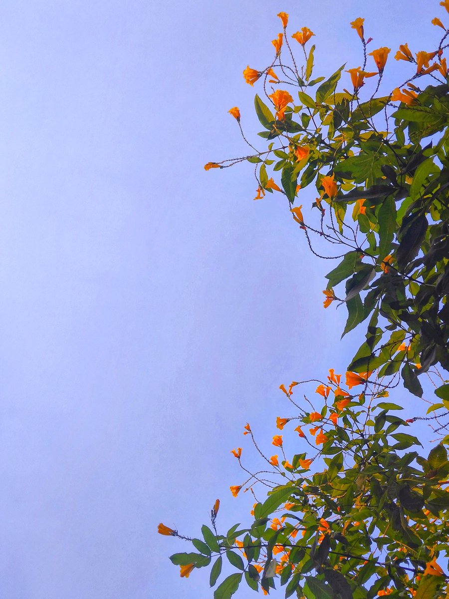 Sumitdd's tweet photo. थोड़ी सी ज़मीं थोड़ा आसमां
तिनकों का बस एक आशियाँ....

#TREES #treelover #sky 
#mobilephotograhy https://t.co/cQmDlINPVo